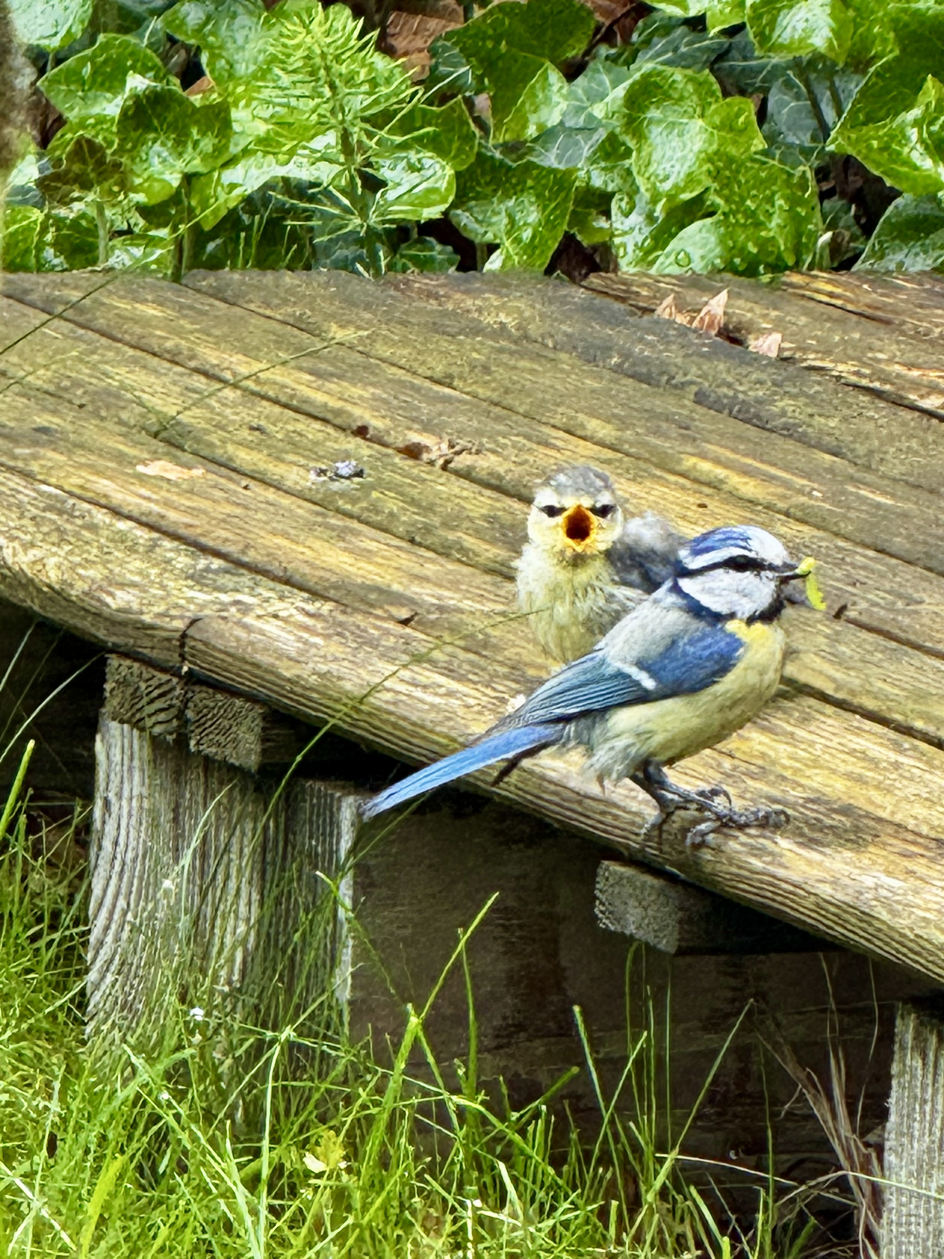 Liefdevolle duw uit het nest